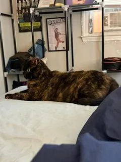 An adult medium-sized female Domestic Short Hair cat named Jinx for adoption in Melrose, MA