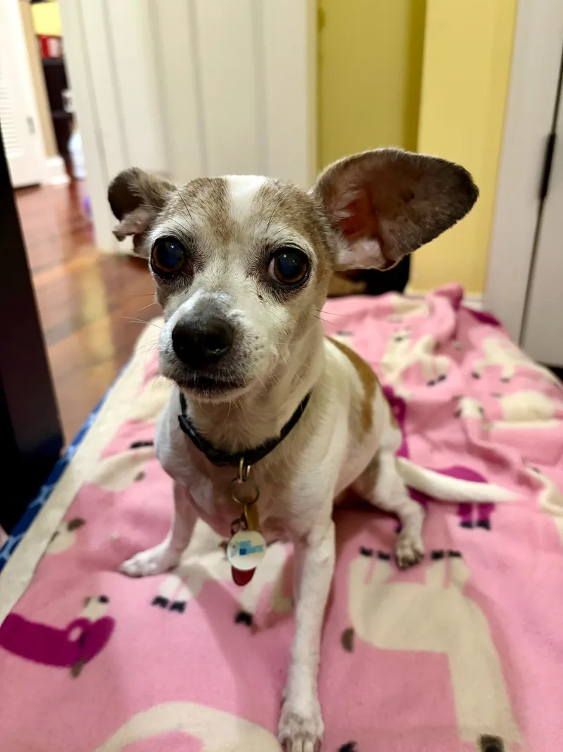 A senior small-sized male Chihuahua dog named Armando for adoption in Houston, TX