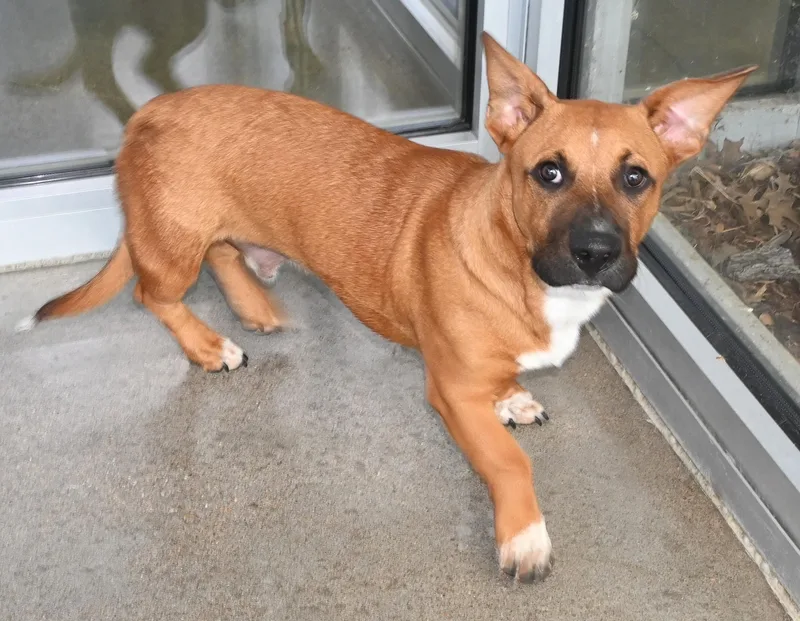 An adult medium-sized male Shepherd dog named 22798 for adoption in Broken Arrow, OK