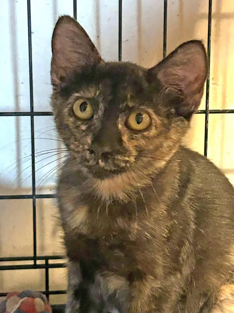 A baby medium-sized female Tortoiseshell cat named Tabitha for adoption in Pineville, LA