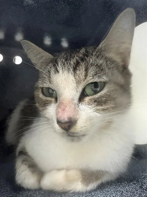 A young medium-sized female Domestic Short Hair cat named Trina for adoption in Naples, FL