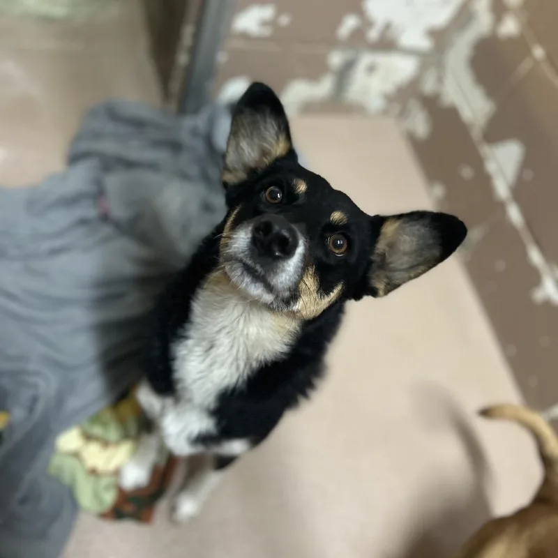 An adult medium-sized female Black Australian Shepherd dog named Morticia for adoption in Caryville, TN