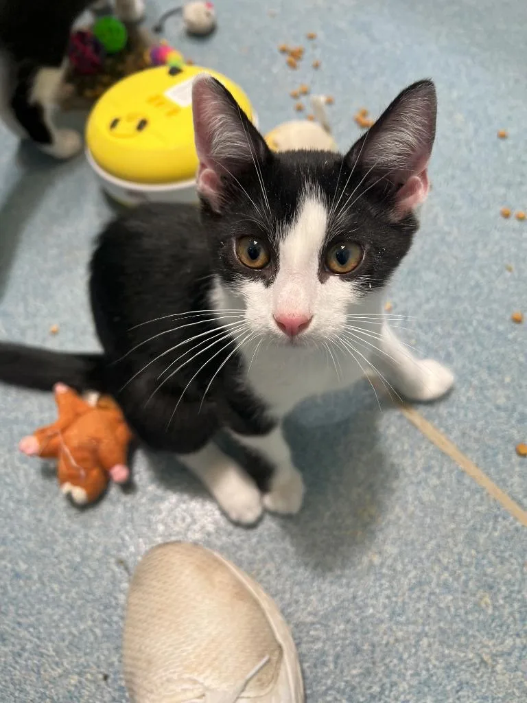 A young medium-sized male Black & White / Tuxedo Domestic Short Hair cat named Finch for adoption in Berryville, VA
