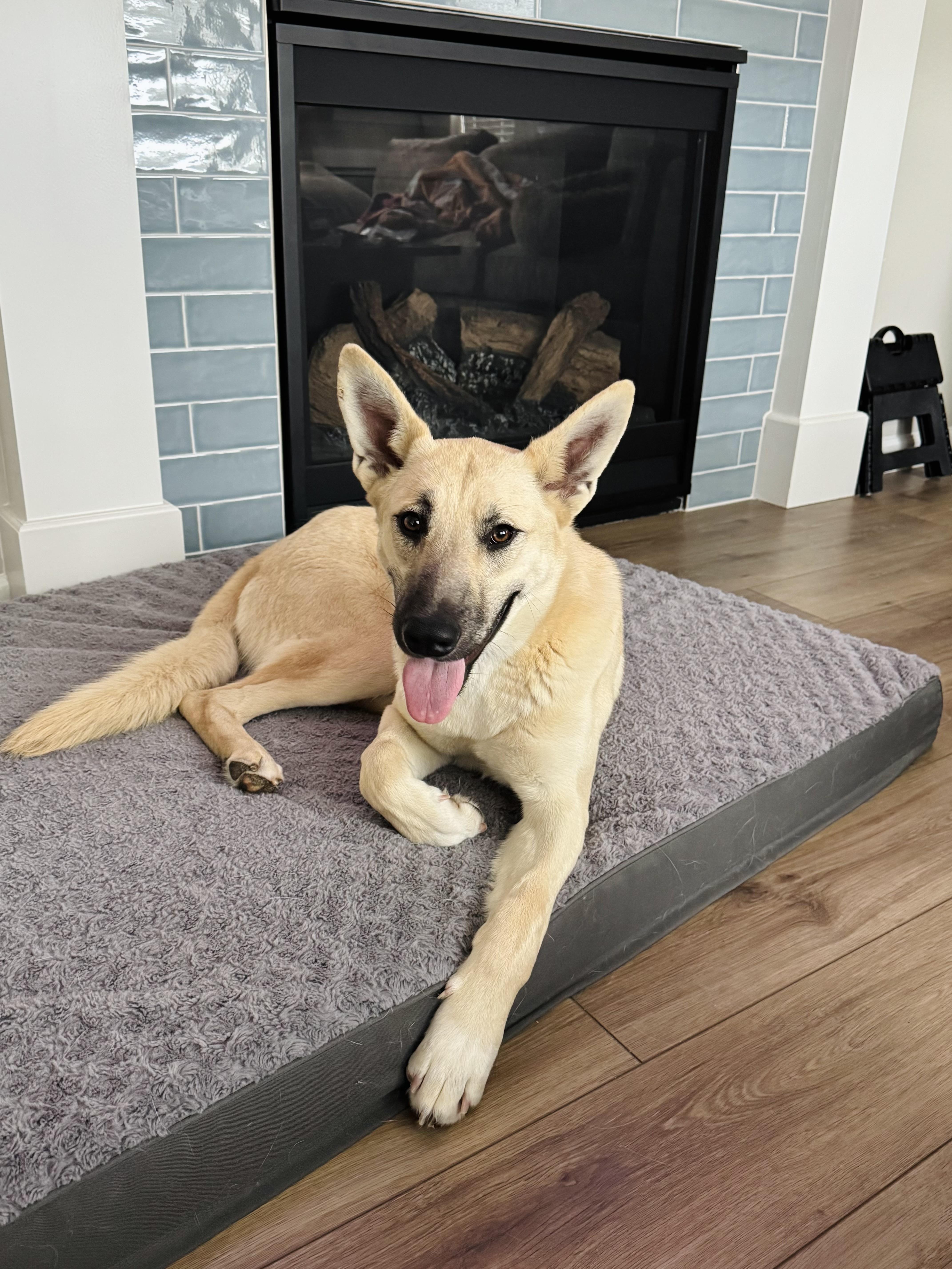 A baby medium-sized female Apricot / Beige Akita dog named Bubi for adoption in San Rafael, CA
