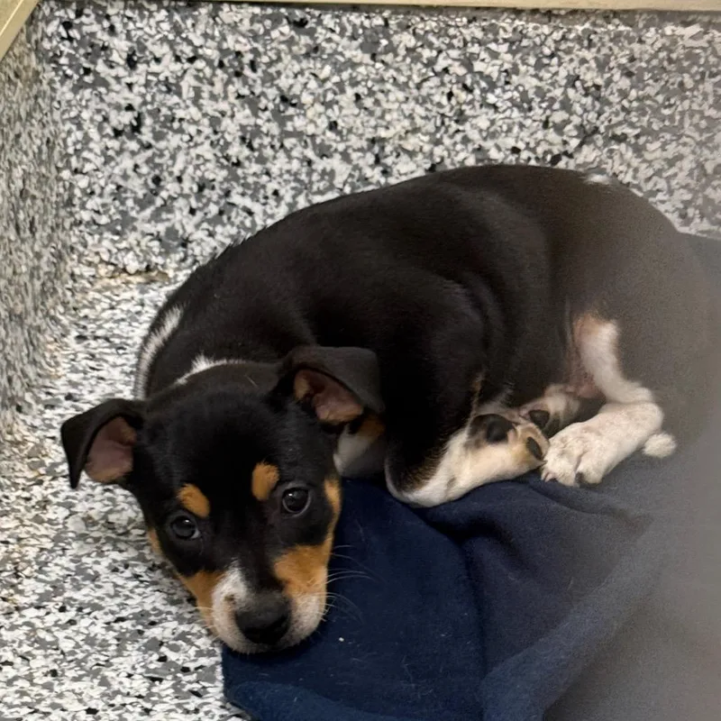 A baby medium-sized female Black Mixed Breed dog named Penelope for adoption in Madisonville, TN