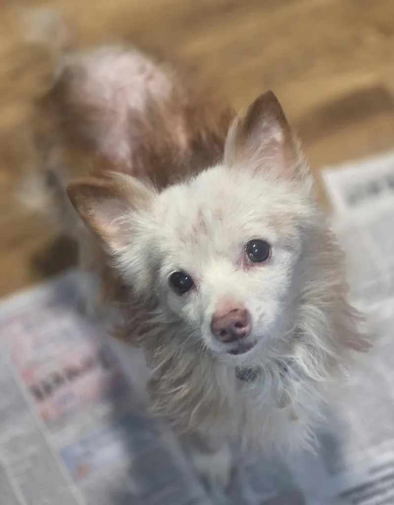 A senior small-sized male Chihuahua dog named Moses for adoption in Oxford, MI
