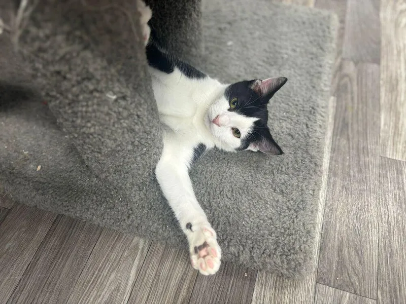 A young small-sized male Black & White / Tuxedo Domestic Short Hair cat named Alfalfa for adoption in West Mifflin, PA