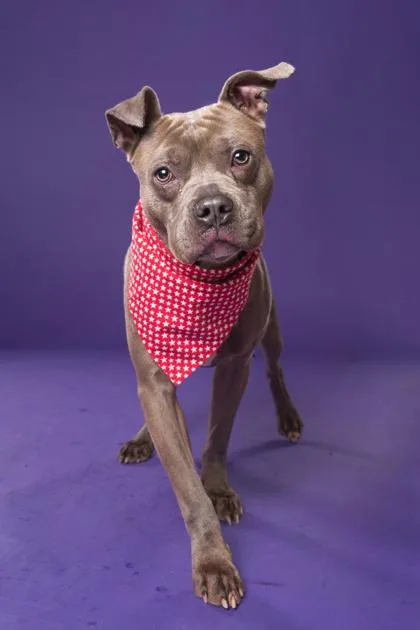 An adult medium-sized male Mixed Breed dog named Bobby for adoption in Atlanta, GA