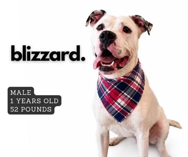 Blizzard