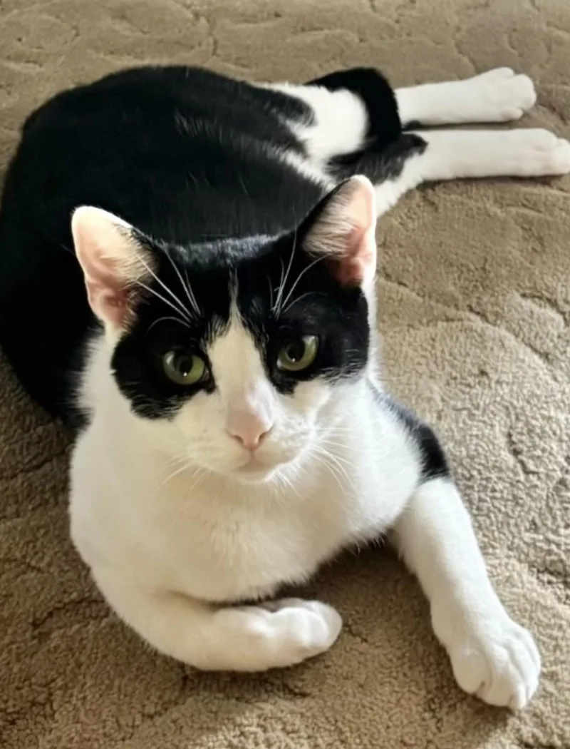 An adult medium-sized female Black & White / Tuxedo Domestic Short Hair cat named Ion for adoption in Allentown, NJ