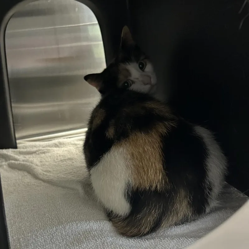 A young small-sized female Calico Domestic Short Hair cat named Callie for adoption in Morganton, NC