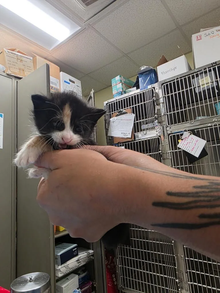 A baby small-sized female Domestic Short Hair cat named Eve for adoption in Meriden, CT