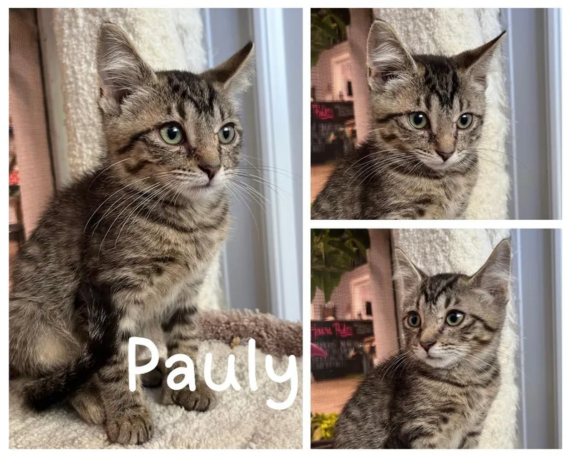 Pauly polydactyl