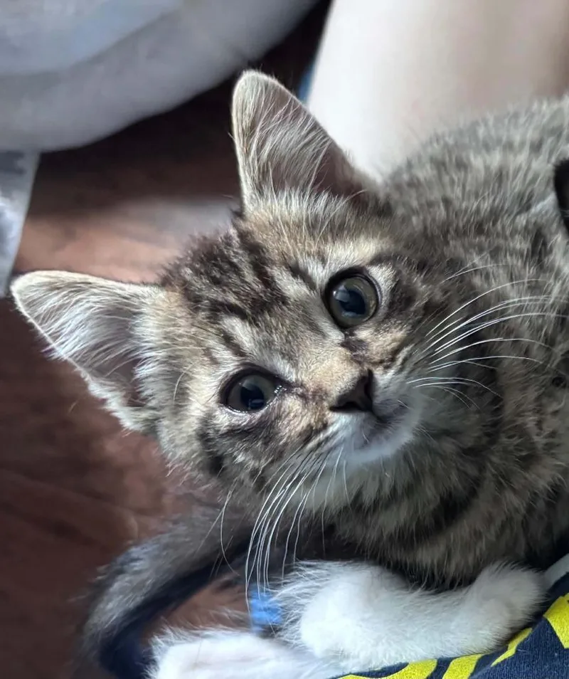Pauly polydactyl thumbnail 2