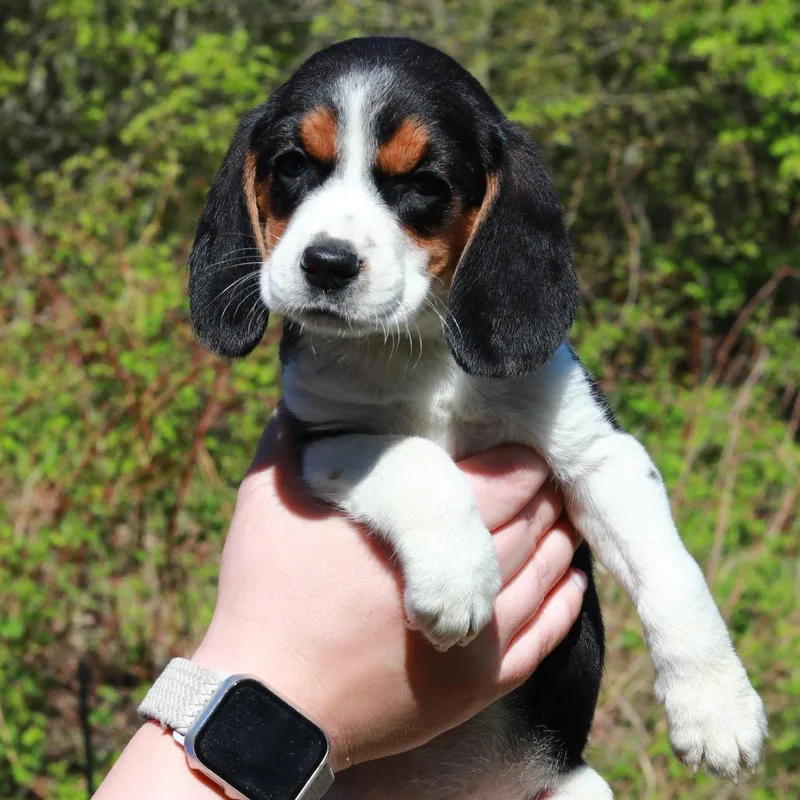 A baby medium-sized female White / Cream Beagle dog named Ct Dahlia for adoption in Stormville, NY