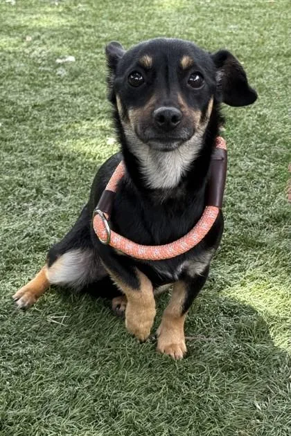 An adult small-sized female Chihuahua dog named LIttle for adoption in Red Bluff, CA