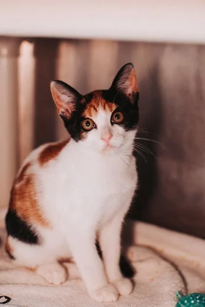 A young small-sized female Domestic Short Hair cat named b Firefly PetSmart West for adoption in North Charleston, SC