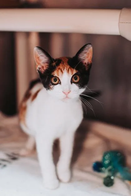 b Firefly PetSmart West thumbnail 2
