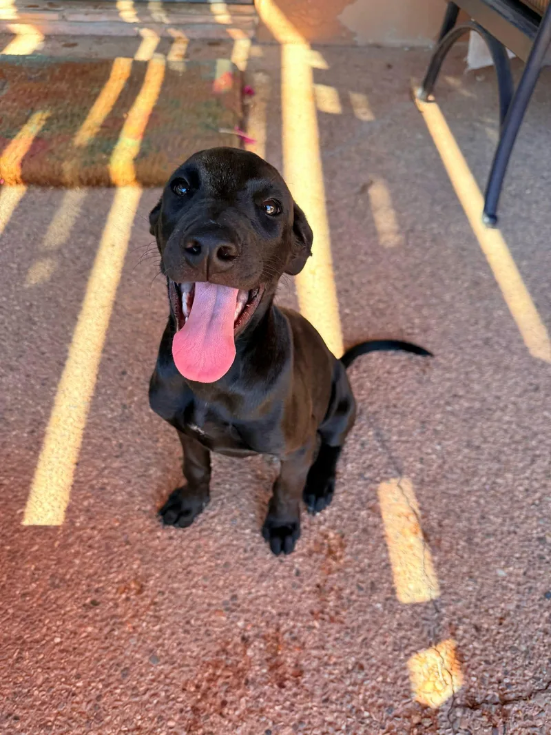 A young medium-sized female Labrador Retriever dog named Thelma for adoption in Tucson, AZ