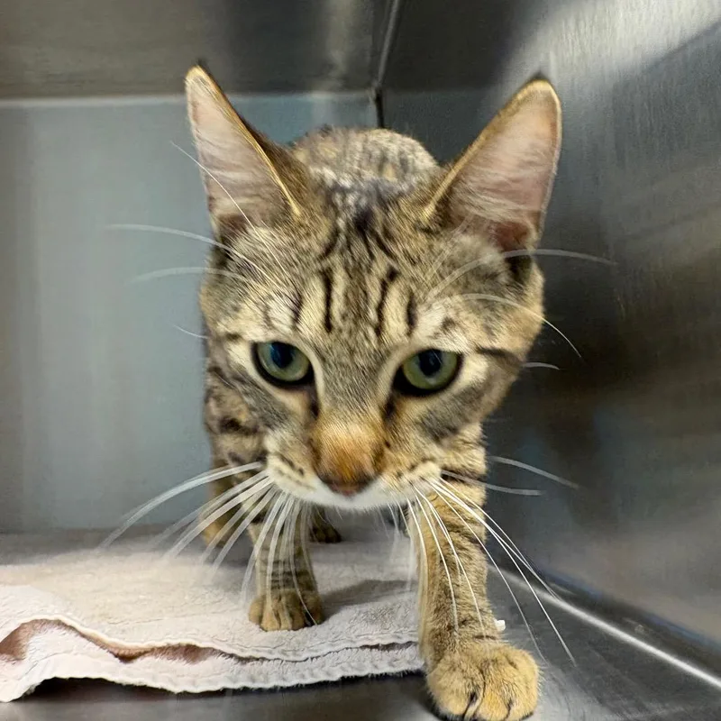 An adult medium-sized male Brown / Chocolate Domestic Short Hair cat named Aiden for adoption in Englewood, FL