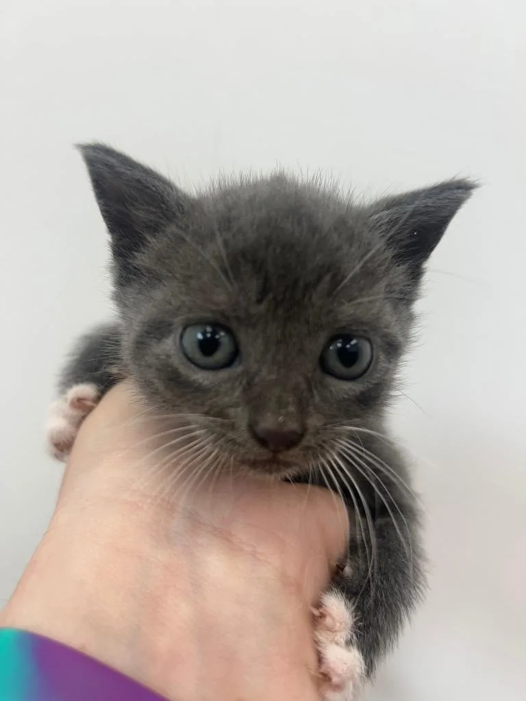 A baby small-sized female Domestic Short Hair cat named Spork for adoption in Hartsville, SC