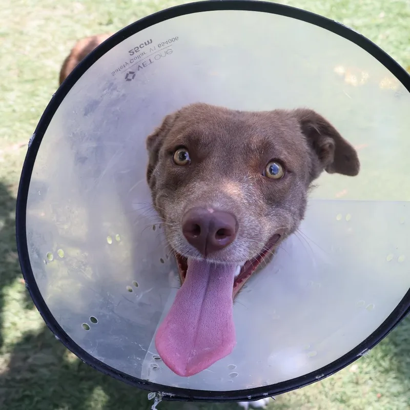 An adult medium-sized female Red / Chestnut / Orange Mixed Breed dog named Skye for adoption in Saint Charles, MO