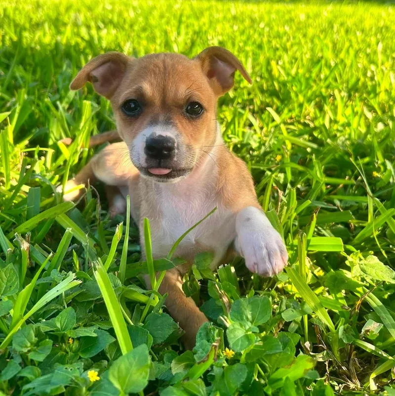 A baby small-sized female Yellow / Tan / Blond / Fawn Chihuahua dog named Jasmine for adoption in Fort Worth, TX