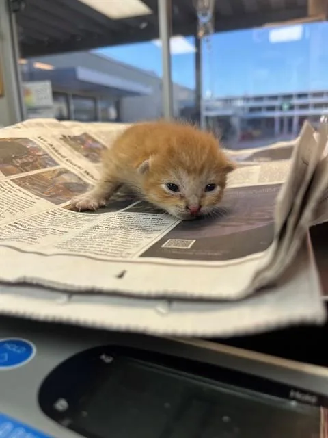 A baby small-sized male Domestic Short Hair cat named Shrimp for adoption in Jacksonville, FL