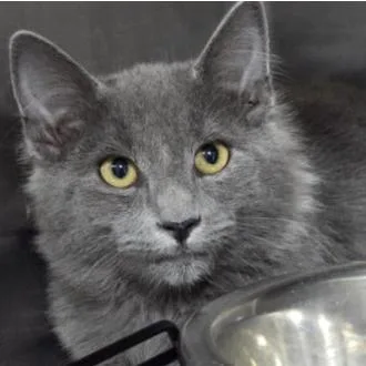 An adult large-sized male Gray / Blue / Silver Domestic Long Hair cat named Phandsome for adoption in Fort Collins, CO