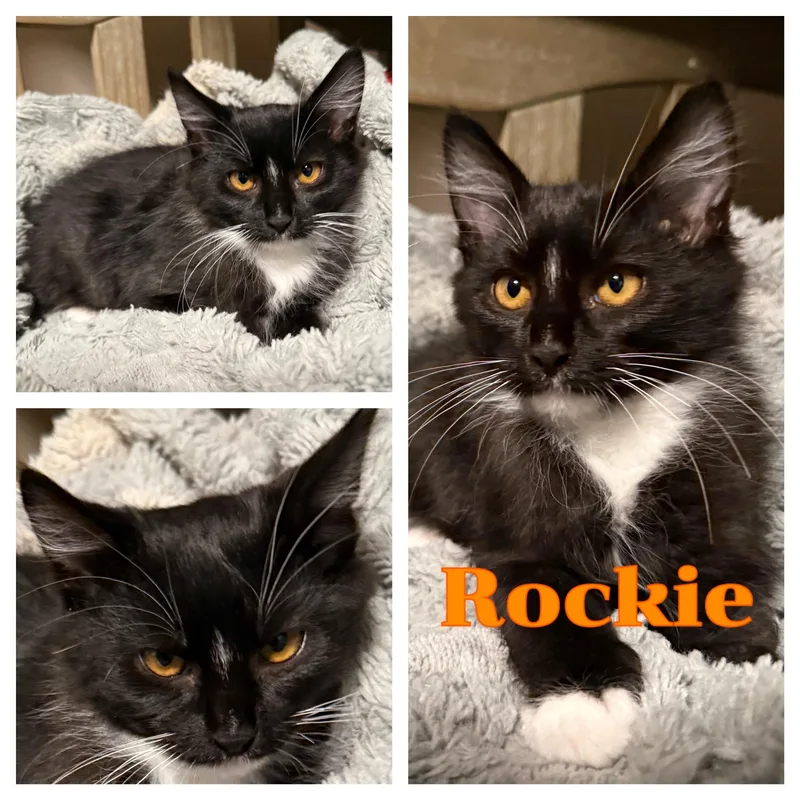 A baby small-sized male Black & White / Tuxedo Domestic Long Hair cat named Rockie for adoption in Hollister, CA