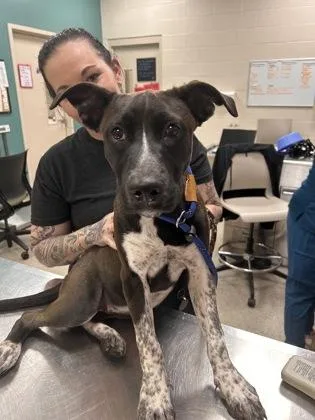 A baby medium-sized female Pit Bull Terrier dog named Vex for adoption in Fishers, IN