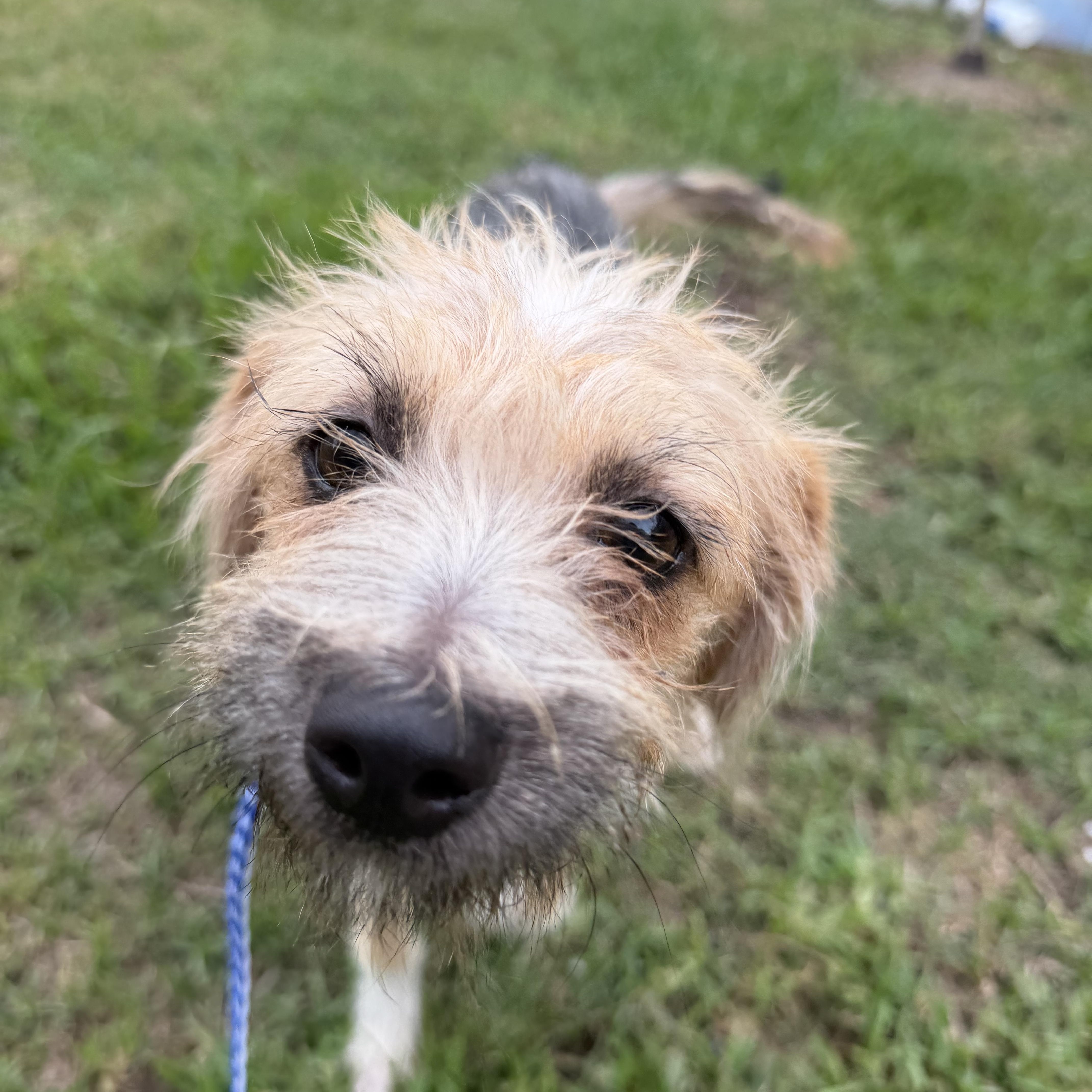 An adult small-sized female Norfolk Terrier dog named Lyric for adoption in Louise, TX