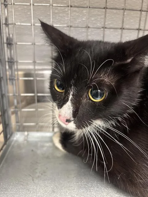 An adult small-sized female Domestic Short Hair cat named Godiva for adoption in Las Vegas, NV