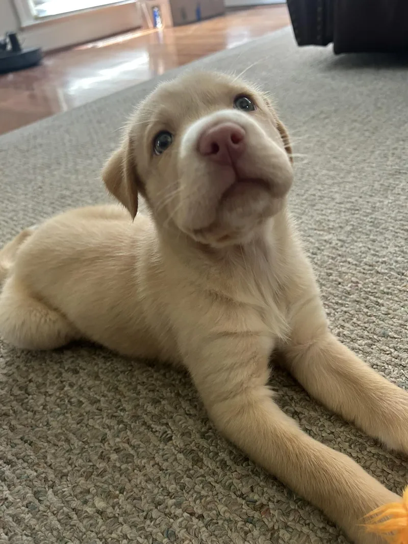 A baby medium-sized male Yellow / Tan / Blond / Fawn Labrador Retriever dog named Shiloh for adoption in Pelham, AL