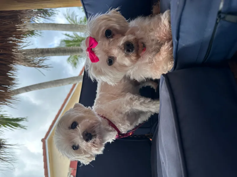 Lilo & Stitch thumbnail 3