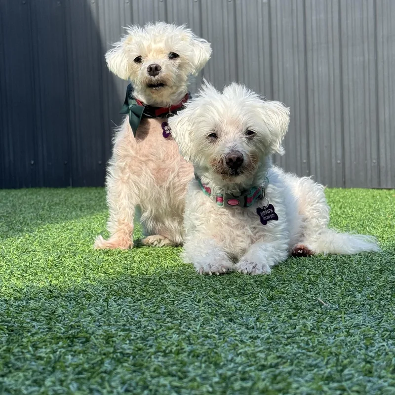 Lilo & Stitch thumbnail 4