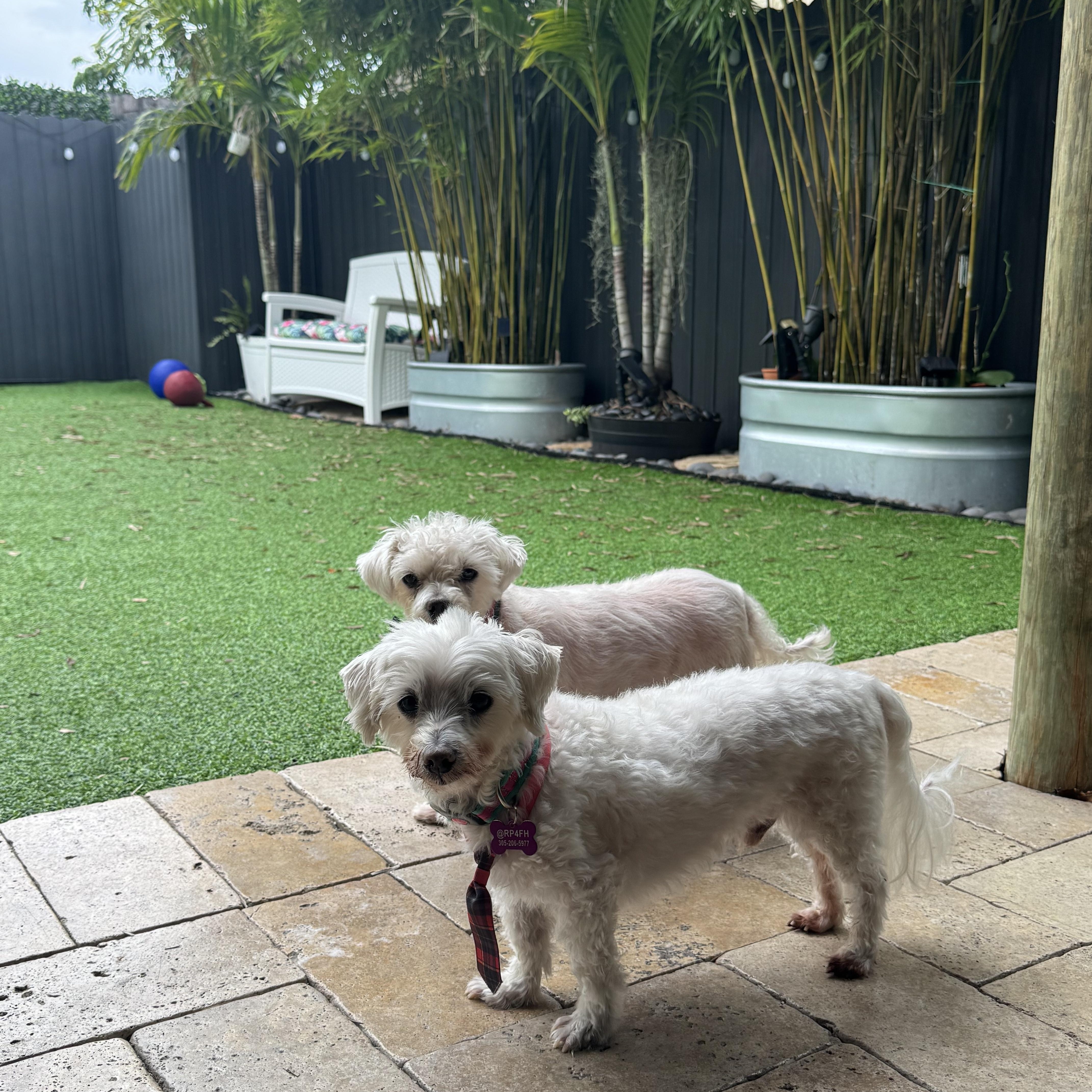 Lilo & Stitch thumbnail 6