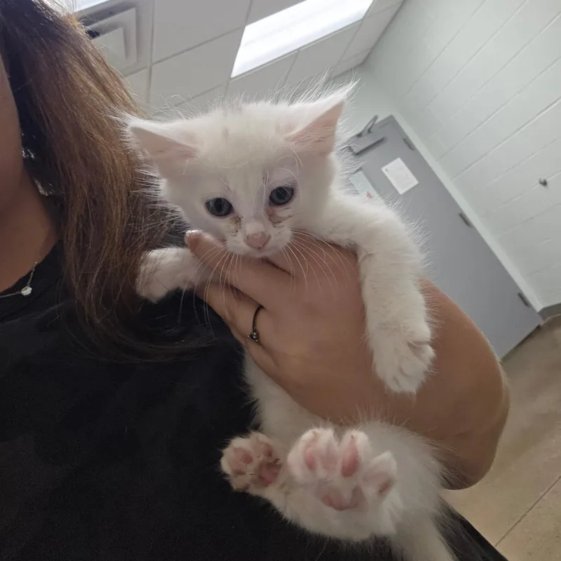A baby small-sized female Domestic Medium Hair cat named Frida for adoption in Chattanooga, TN