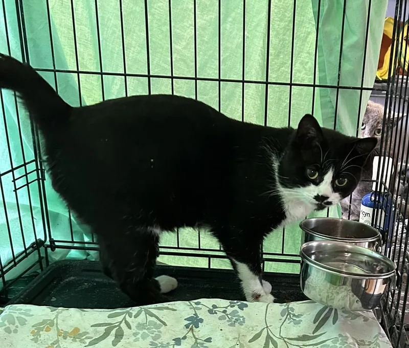 Male Tuxedo