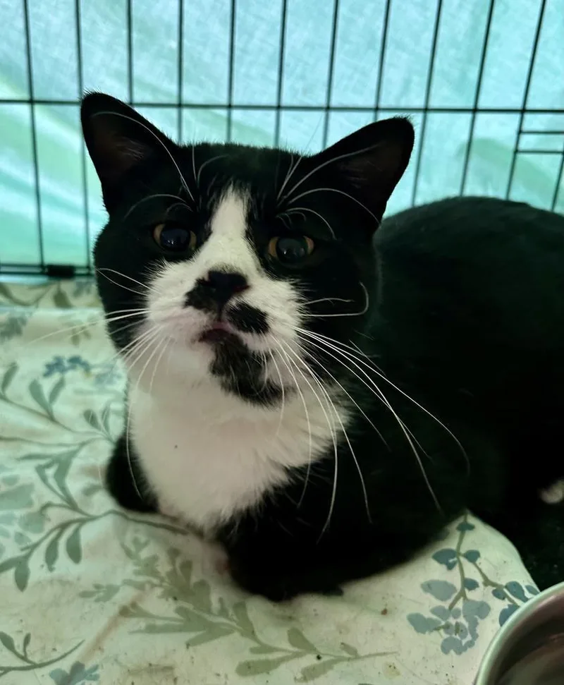 Male Tuxedo thumbnail 2
