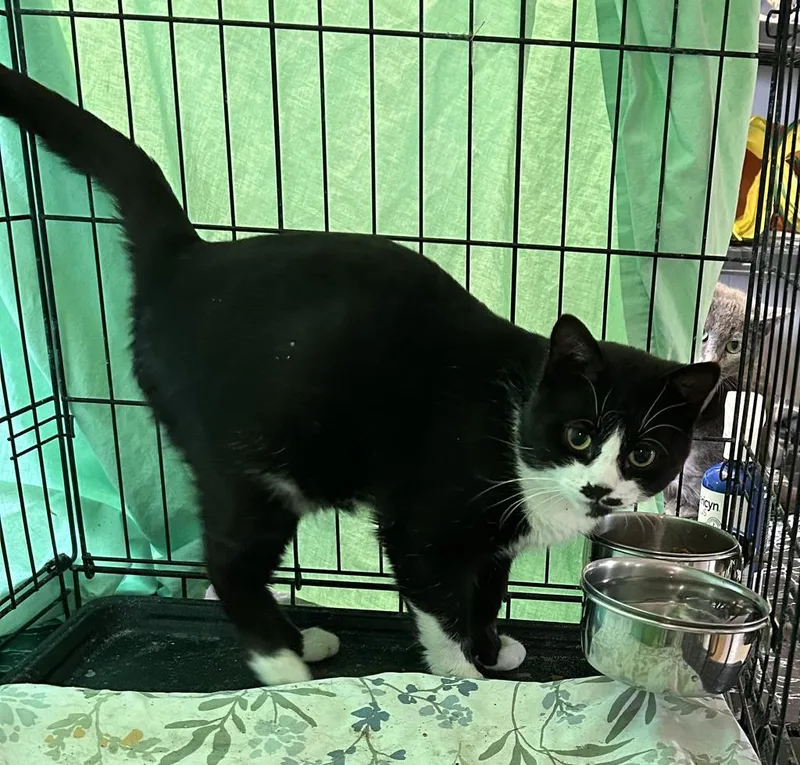 Male Tuxedo thumbnail 3