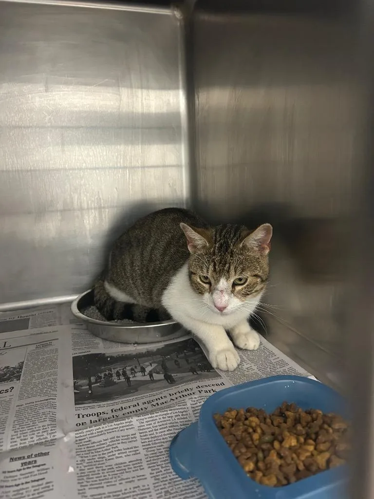 A young medium-sized male Domestic Short Hair cat named Robert for adoption in Belton, TX