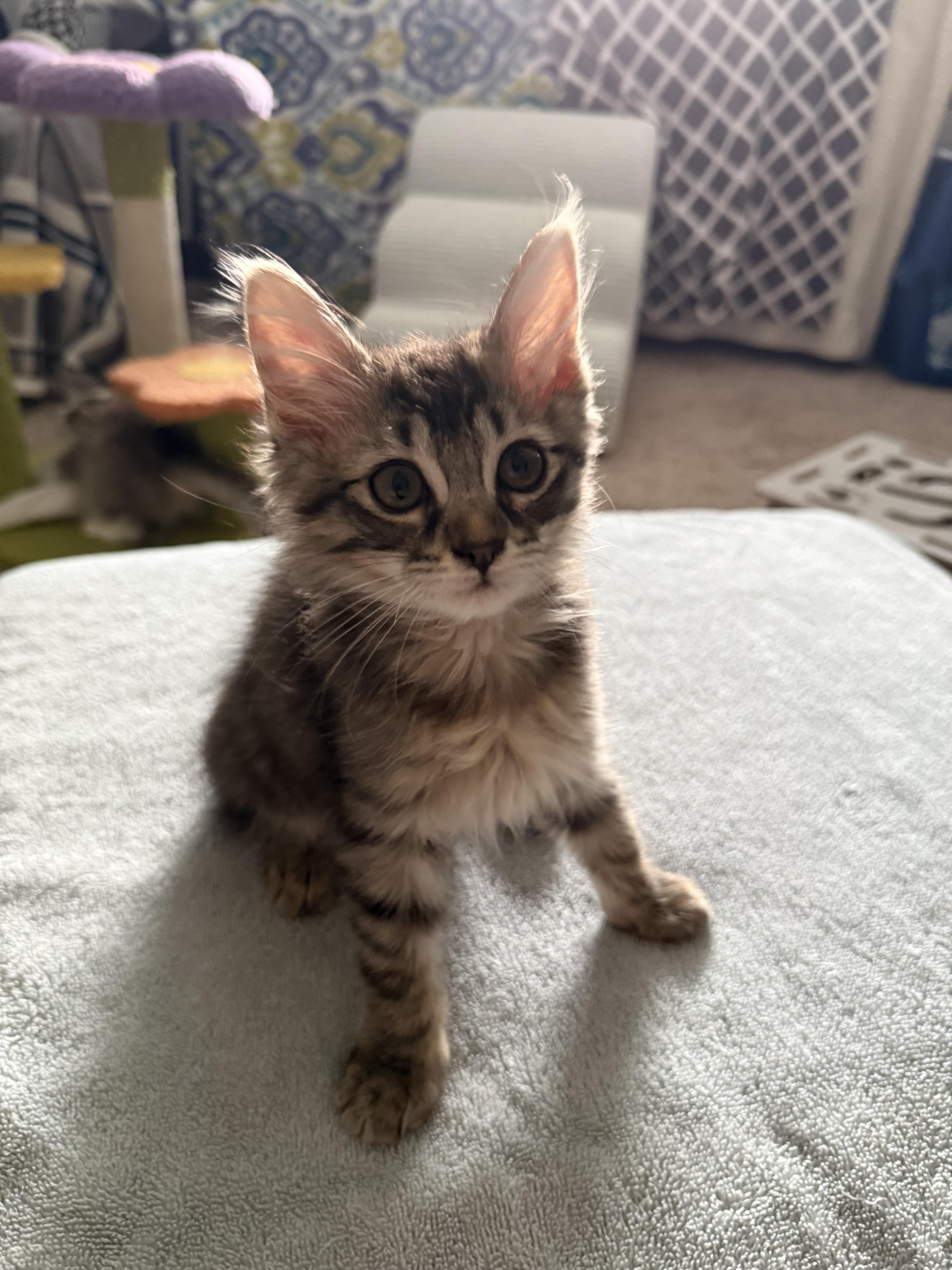 Izzy