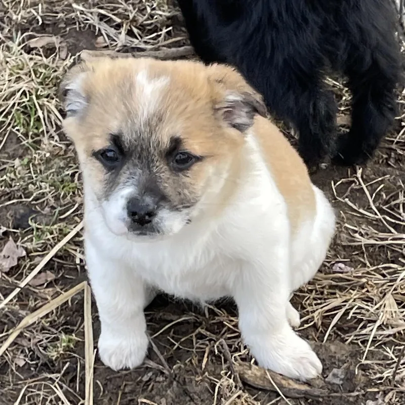 A baby medium-sized female Tricolor (Brown, Black, & White) Mixed Breed dog named Mabel for adoption in Cincinnati, OH