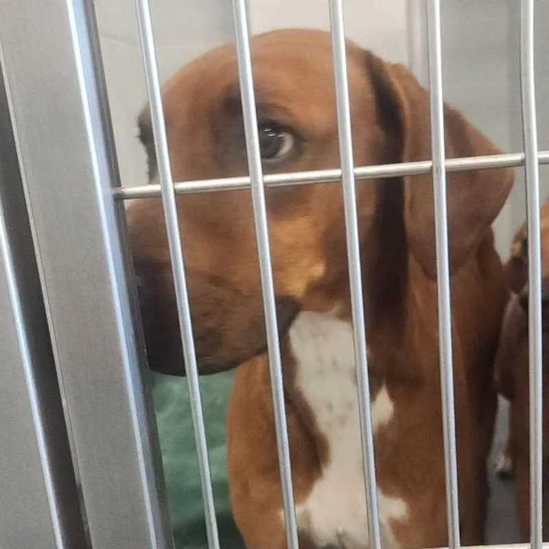 An adult medium-sized male Red / Chestnut / Orange Hound dog named Mister for adoption in Kingman, AZ