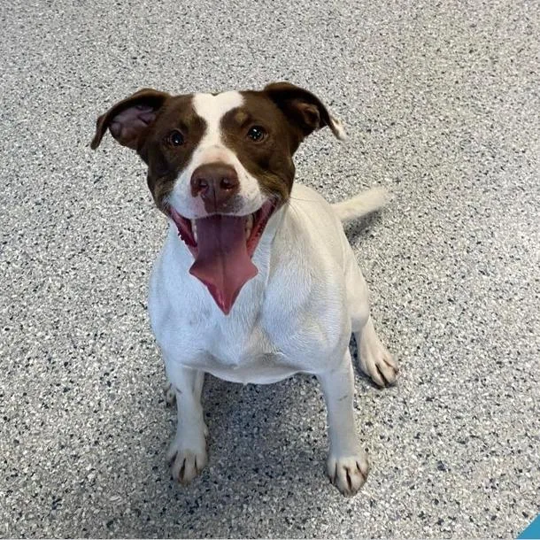 An adult medium-sized male White / Cream Hound dog named Max for adoption in Naperville, IL