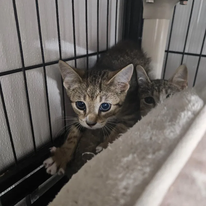 A baby small-sized female Brown / Chocolate Domestic Short Hair cat named Crackle for adoption in Ridgely, MD
