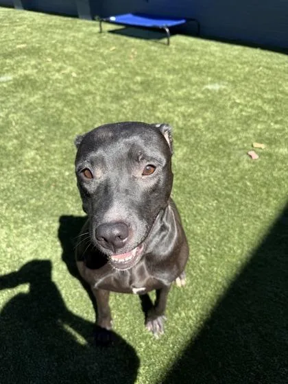 Pepper