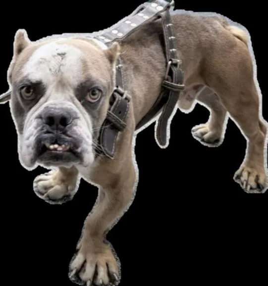 A young medium-sized male English Bulldog dog named Chase for adoption in Los Angeles, CA