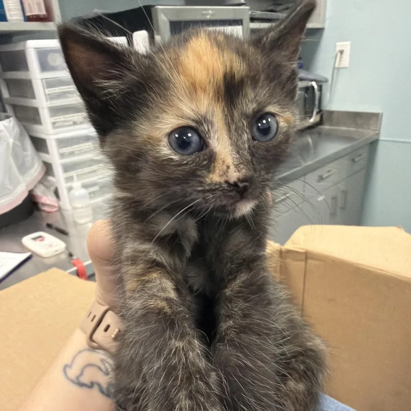 A baby small-sized female Tortoiseshell Domestic Short Hair cat named Corned Beef for adoption in Greensboro, NC